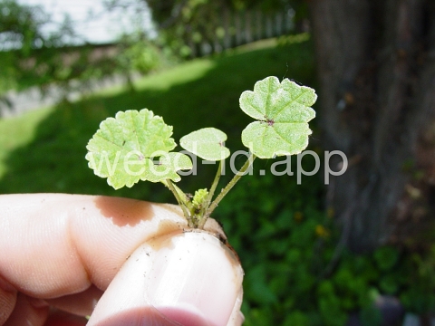 mallow, common